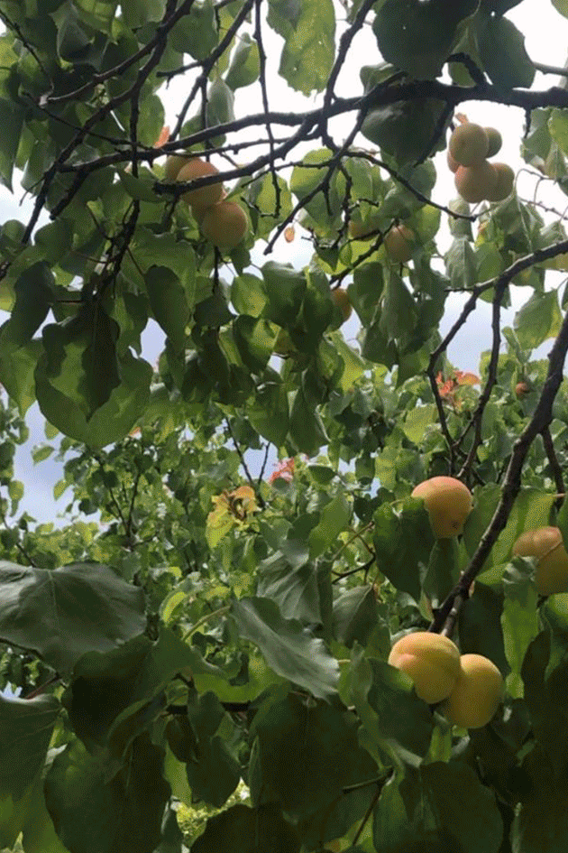 Ibiza Projects: arte, comunidad, gastronomía, nutrición...